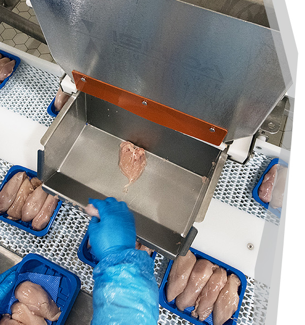 Poultry Processing - Batcher & Packing Station